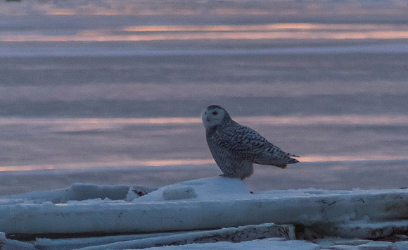 Snowy owl enjoying a beautiful sunset 2-1-14