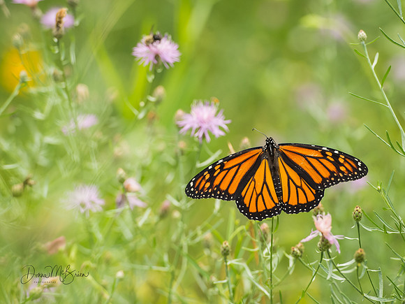 Monarch butterfly -0001705