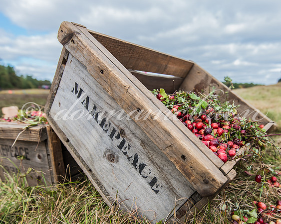 Cranberry Harvest