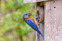 Dad has a worm for his nestlings 5-3-26