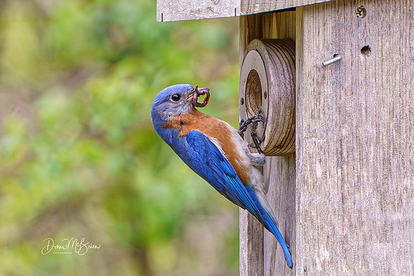 Dad has a worm for his nestlings 5-3-26