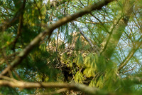 Great-horned Owl Family 2026