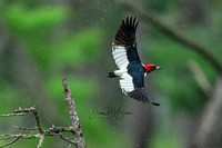 Red-headed Woodpecker