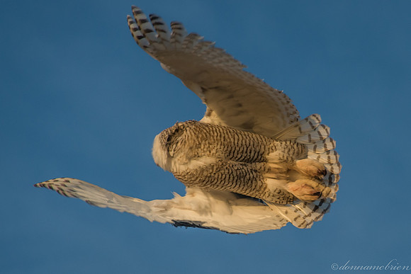 take off and fly over