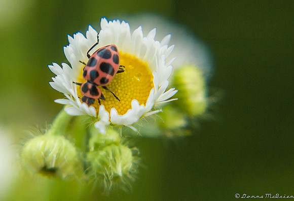 Milkweed Beetle 7-1-12