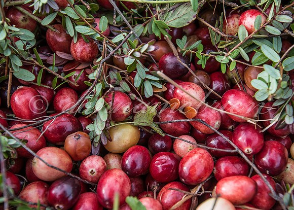 Dry harvested cranberries