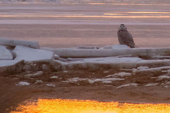 Even snowy owls enjoy a beautiful sunset