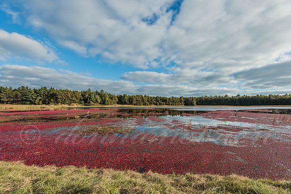 Ready for harvest - flooded bog