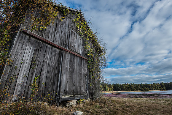 Old barn/shed covered in bittersweet next to flooded bog