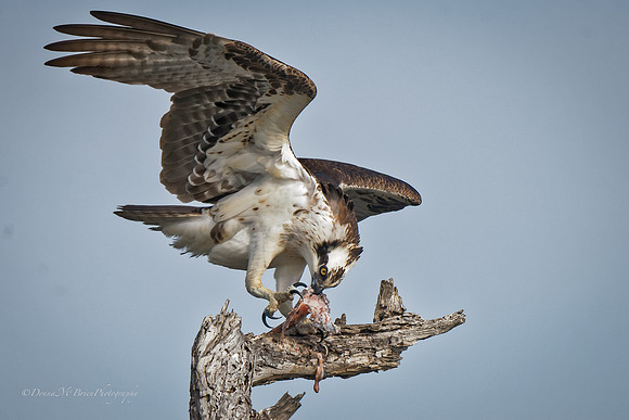 Osprey eating fish @Bolsa Chica 3-20-16 -1
