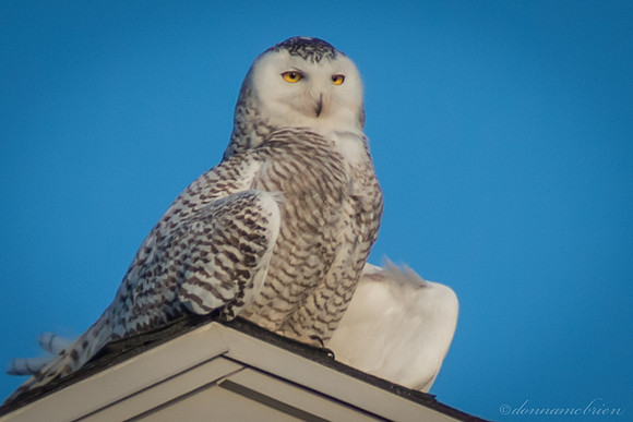 A close up of snowy sunning herself