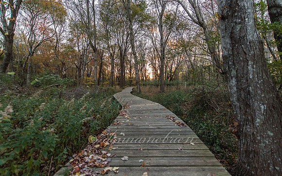 "Path to the sunset"