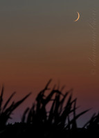 Crescent moon (waxing crescent 3.2%)- in the cornfield of Kansas 9-7-13