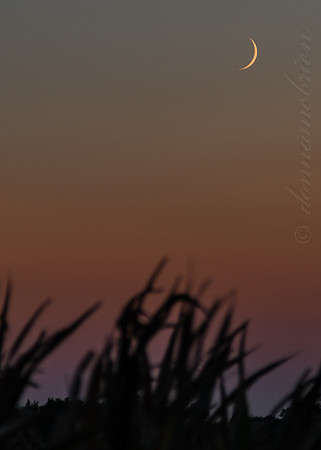 Crescent moon (waxing crescent 3.2%)- in the cornfield of Kansas 9-7-13