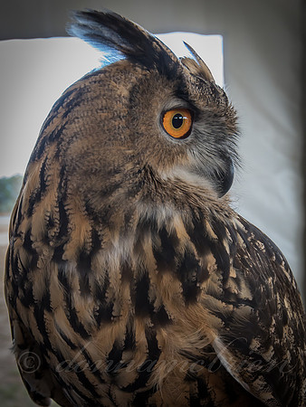 Eagle owl from "Eyes on Owls" show