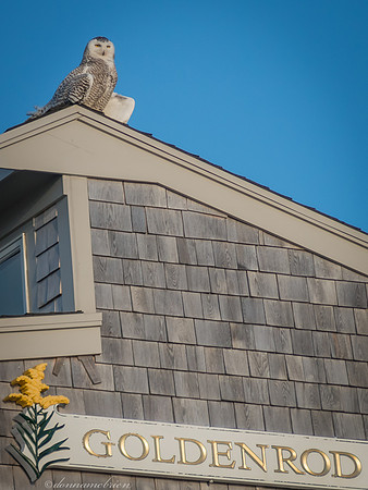 Snowy sunning herself atop The Goldenrod Foundation