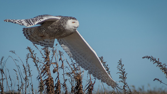 Nice fly by :)